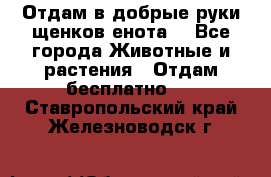 Отдам в добрые руки щенков енота. - Все города Животные и растения » Отдам бесплатно   . Ставропольский край,Железноводск г.